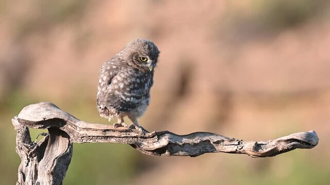 Juvenile little owl (Athene noctua) perched on a stick in the wild, looking around and cleaning its beak. Slow motion wildlife footage capturing natural behavior of a young owl in its habitat.