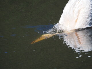 Pelikan w wodzie © EwaAF