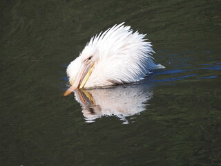 Pelikan w wodzie © EwaAF