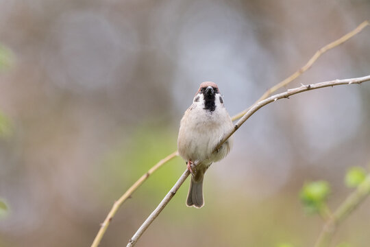 The tree sparrow Passer montanus