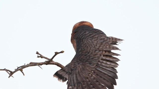Female red-footed falcon (Falco vespertinus) perched on a branch and stretching in the wild. Slow motion wildlife footage capturing natural behavior of a bird of prey in its habitat.