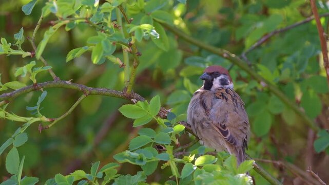 The tree sparrow Passer montanus