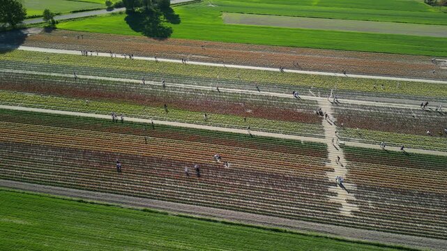 Wojew&oacute;dztwo Świętokrzyskie - Polska - pola tulipan&oacute;w i rzepaku nagrane dronem w maju, piękne kolory i widoki. Rzepak, film z drona, pole tulipan&oacute;w kolorowych, krajobraz wiejski