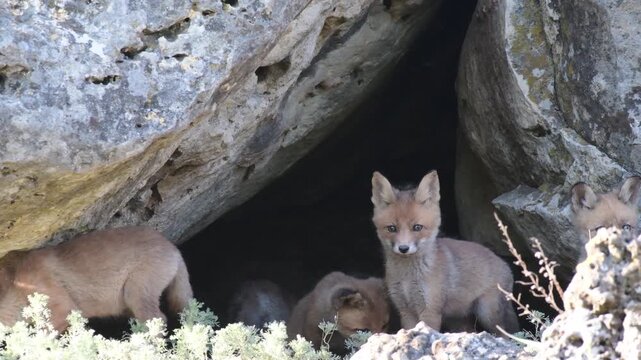 Red fox cubs (Vulpes vulpes) resting near the entrance of their den in natural habitat. Wildlife footage capturing peaceful early life behavior of young wild animals Close up.