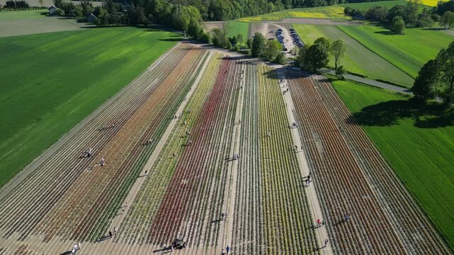 Wojew&oacute;dztwo Świętokrzyskie - Polska - pola tulipan&oacute;w i rzepaku nagrane dronem w maju, piękne kolory i widoki. Rzepak, film z drona, pole tulipan&oacute;w kolorowych, krajobraz wiejski