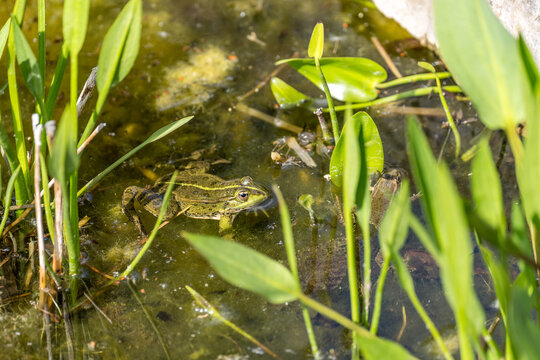 Frosch im Teich mit Kaulquappen