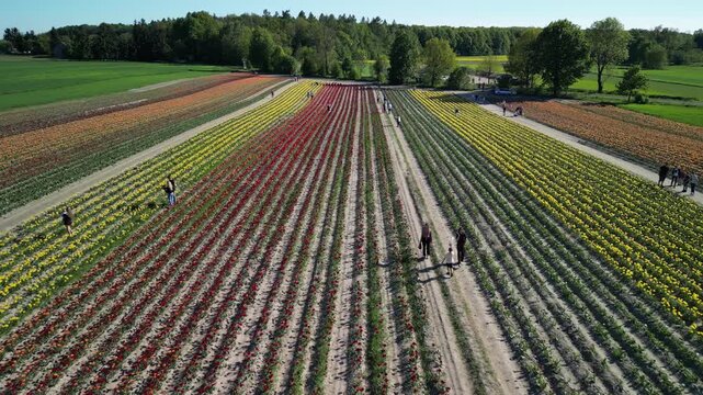 Wojew&oacute;dztwo Świętokrzyskie - Polska - pola tulipan&oacute;w i rzepaku nagrane dronem w maju, piękne kolory i widoki. Rzepak, film z drona, pole tulipan&oacute;w kolorowych, krajobraz wiejski