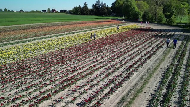 Wojew&oacute;dztwo Świętokrzyskie - Polska - pola tulipan&oacute;w i rzepaku nagrane dronem w maju, piękne kolory i widoki. Rzepak, film z drona, pole tulipan&oacute;w kolorowych, krajobraz wiejski