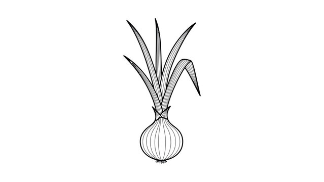 Drawing of a single onion bulb.