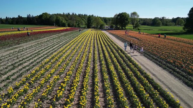 Wojew&oacute;dztwo Świętokrzyskie - Polska - pola tulipan&oacute;w i rzepaku nagrane dronem w maju, piękne kolory i widoki. Rzepak, film z drona, pole tulipan&oacute;w kolorowych, krajobraz wiejski