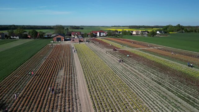 Wojew&oacute;dztwo Świętokrzyskie - Polska - pola tulipan&oacute;w i rzepaku nagrane dronem w maju, piękne kolory i widoki. Rzepak, film z drona, pole tulipan&oacute;w kolorowych, krajobraz wiejski