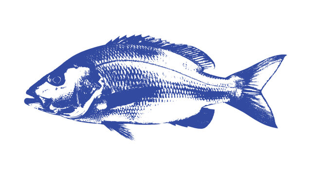 Classic Blue Freshwater Fish Silhouette
