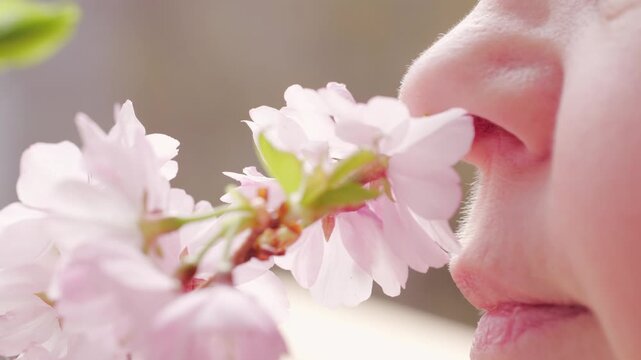 Female nose near pink cherry, sakura blossom, hay fever quiet discomfort, springtime and beauty nature, possibly reacting pollen, while also raising awareness seasonal allergies, Sensory Experience