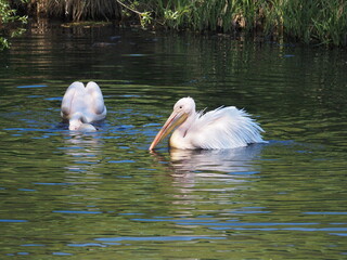 Pelikany z ZOO w Oliwie. © EwaAF