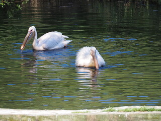 Pelikany z ZOO w Oliwie. © EwaAF