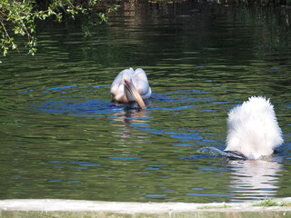 Pelikany z ZOO w Oliwie. © EwaAF