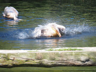 Pelikany z ZOO w Oliwie. © EwaAF