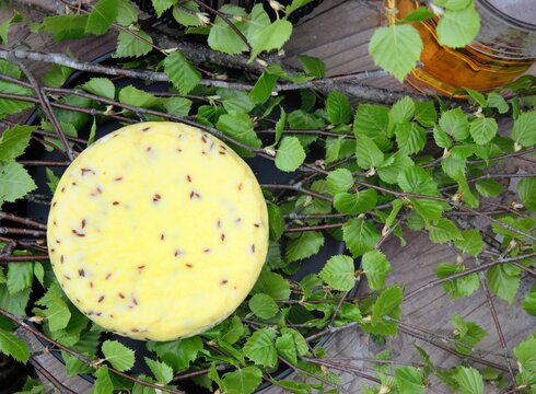 Traditional Latvian caraway cheese surrounded by green birch branches from a top view