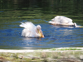Pelikany z ZOO w Oliwie. © EwaAF