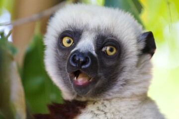 Fototapeta premium ring tailed lemur, Madagascar