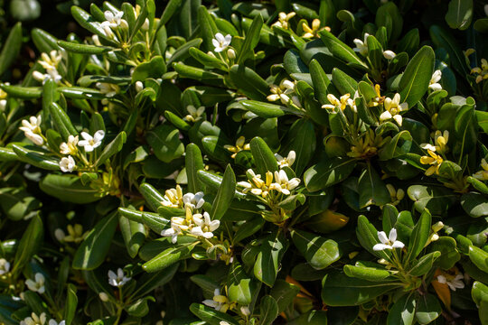 Japanese Cheesewood (Pittosporum tobira) White Flowers Blooming with Glossy Green Leaves