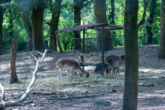 A herd of fallow deer feeding on hay at a sheltered outdoor feeder in a forest. Peaceful wildlife scene in a woodland park or sanctuary during the daytime.