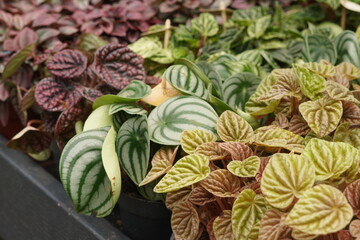 Fototapeta premium Various Indoor Plants Collection