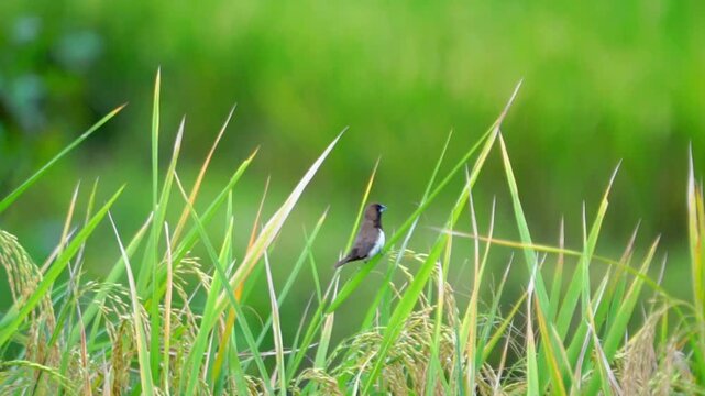 Javan munia (Lonchura leucogastroides, pipit bondol, pipit bondol, emprit bondol) perched on rice