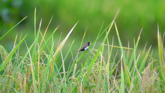 Javan munia (Lonchura leucogastroides, pipit bondol, pipit bondol, emprit bondol) perched on rice