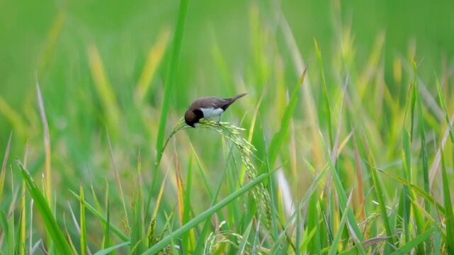 Javan munia (Lonchura leucogastroides, pipit bondol, pipit bondol, emprit bondol) perched on rice