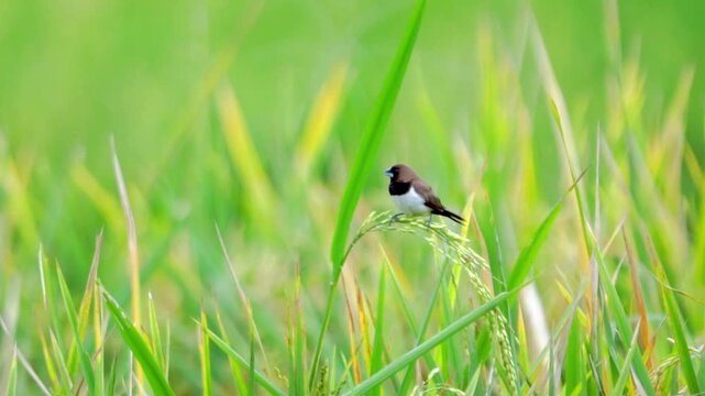 Javan munia (Lonchura leucogastroides, pipit bondol, pipit bondol, emprit bondol) perched on rice