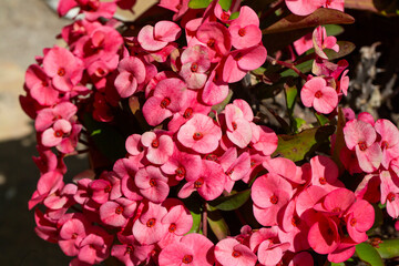 Fototapeta premium Cluster of Bright Pink Crown of Thorns (Euphorbia milii) Flowers in Full Bloom