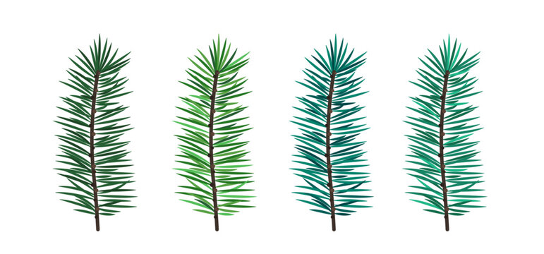 Set of four pine branches and spruce twigs isolated on white background. Realistic vector green and blue needles. Christmas evergreen tree elements for winter holiday design
