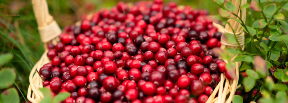 Fresh cranberries in a basket with vibrant green forest leaves capturing the lively and natural atmosphere of berry picking.