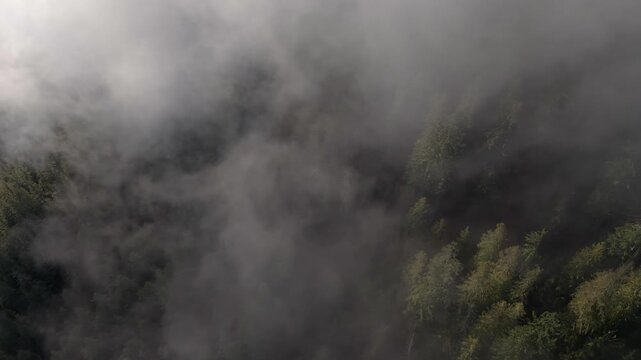 Aerial View Of A Dense Forest Emerging From The Mist In British Columbia, Canada