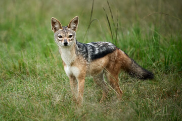 Fototapeta premium Alert black-backed jackal portrait in natural savanna habitat