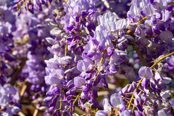 Beautiful Purple Wisteria Flowers Blooming in Abundance During Springtime © Esin Deniz