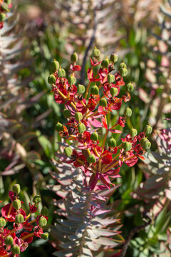 Wild Euphorbia Rigida Plant with Silver Green Leaves and Reddish Flowers Among Rocks