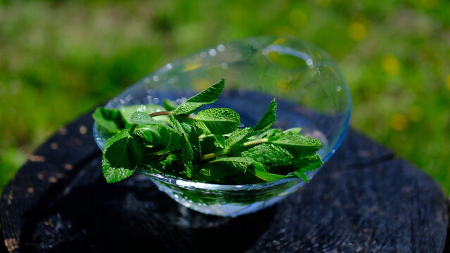 bowl wash mint heavy rain shower soaking fresh mint leaves in a lush garden. Raindrops splash on vibrant green foliage creating a calming natural scene