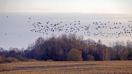 A large flock of geese flies over fields in a beautiful landscape. Greater white-fronted goose (Anser albifrons) and Taiga bean goose (Anser fabalis) during their spring migration in Lithuania. © avs_lt