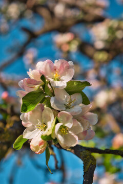 blooming appletree flower