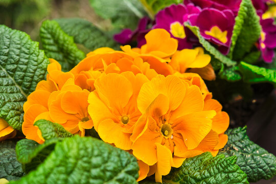blooming colorful primrose flowers