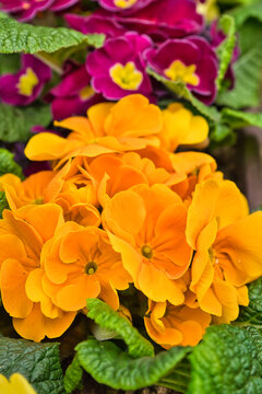 blooming colorful primrose flowers