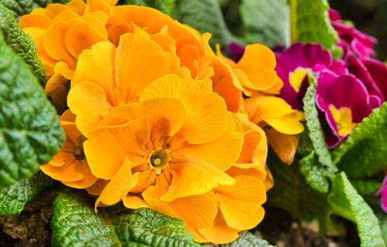 blooming colorful primrose flowers