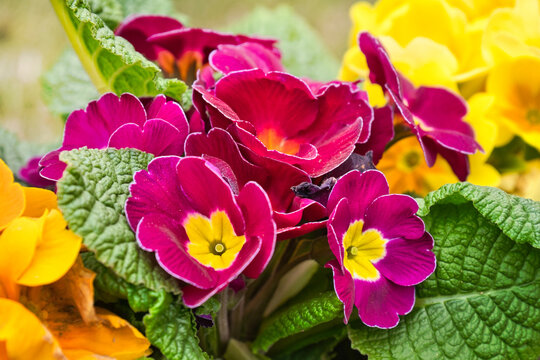 blooming colorful primrose flowers