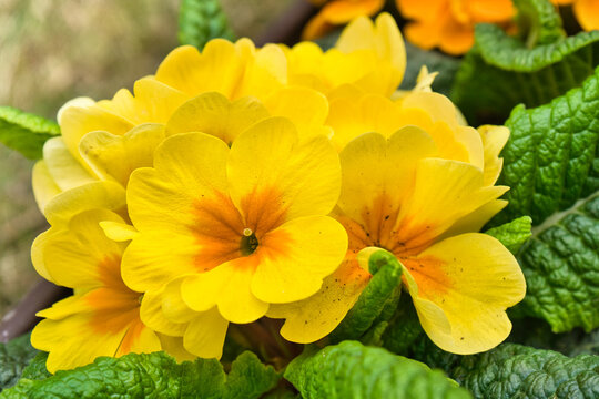 blooming colorful primrose flowers