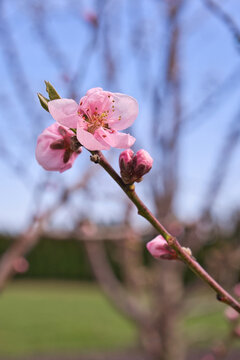 blooming plum flower