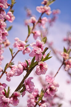 blooming plum flower