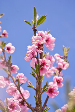 blooming plum flower