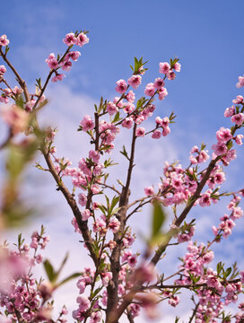 blooming plum flower